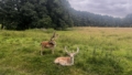Wildpark