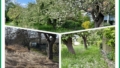 Collage
